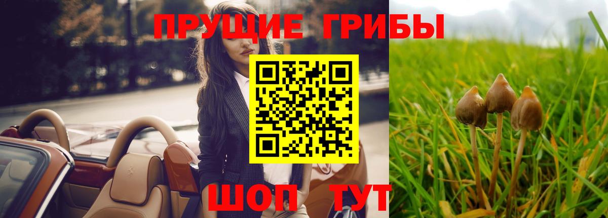 Псилоцибиновые грибы Psilocybe Черкесск